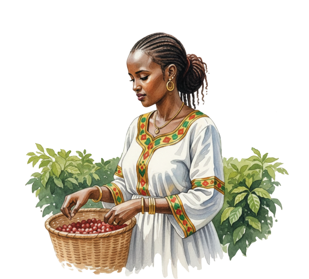 Etiyopya kahve üreticisi